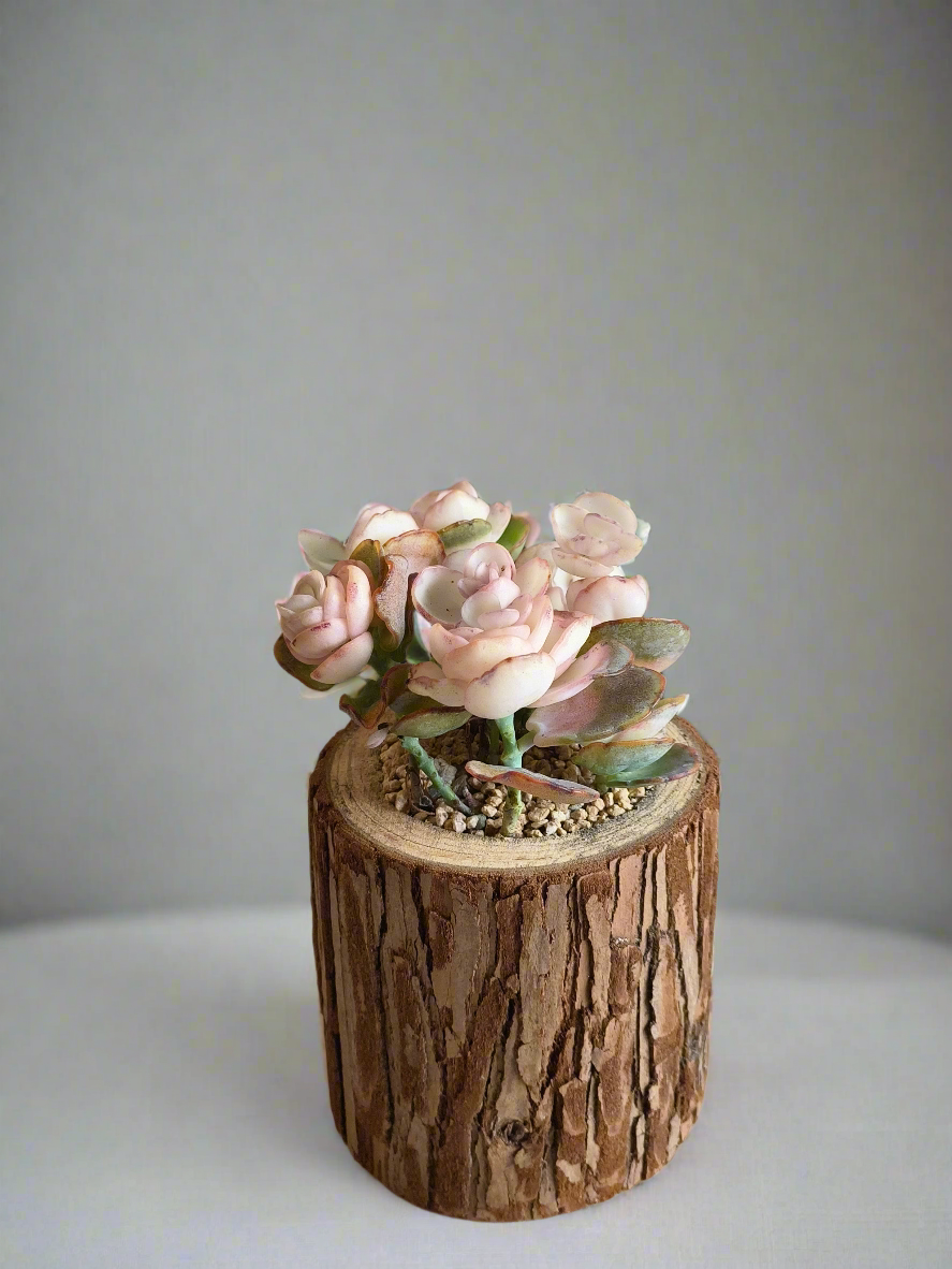 Succulent Natural Wood Log Pot - Kalanchoe Marnieriana - SlowBloomGreens