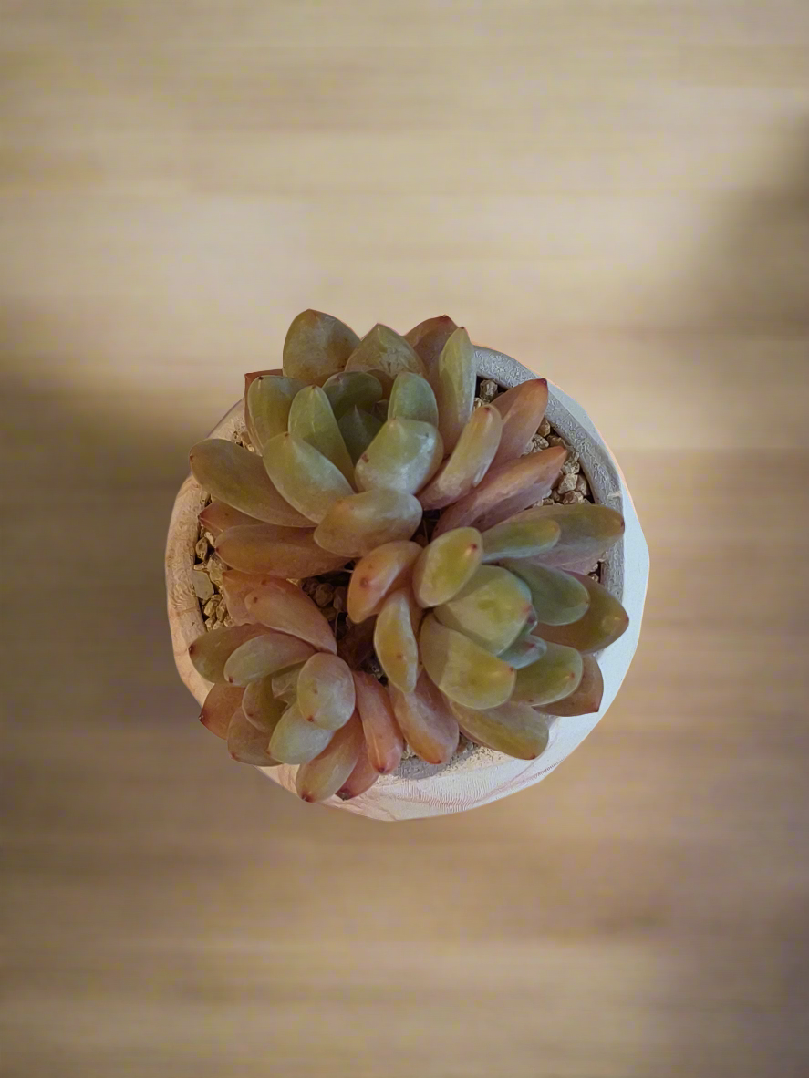 Echeveria 'Pink Ariel Crest' displayed in a classic marble orange pot, emphasizing the plant's unique crested form and vibrant hues.