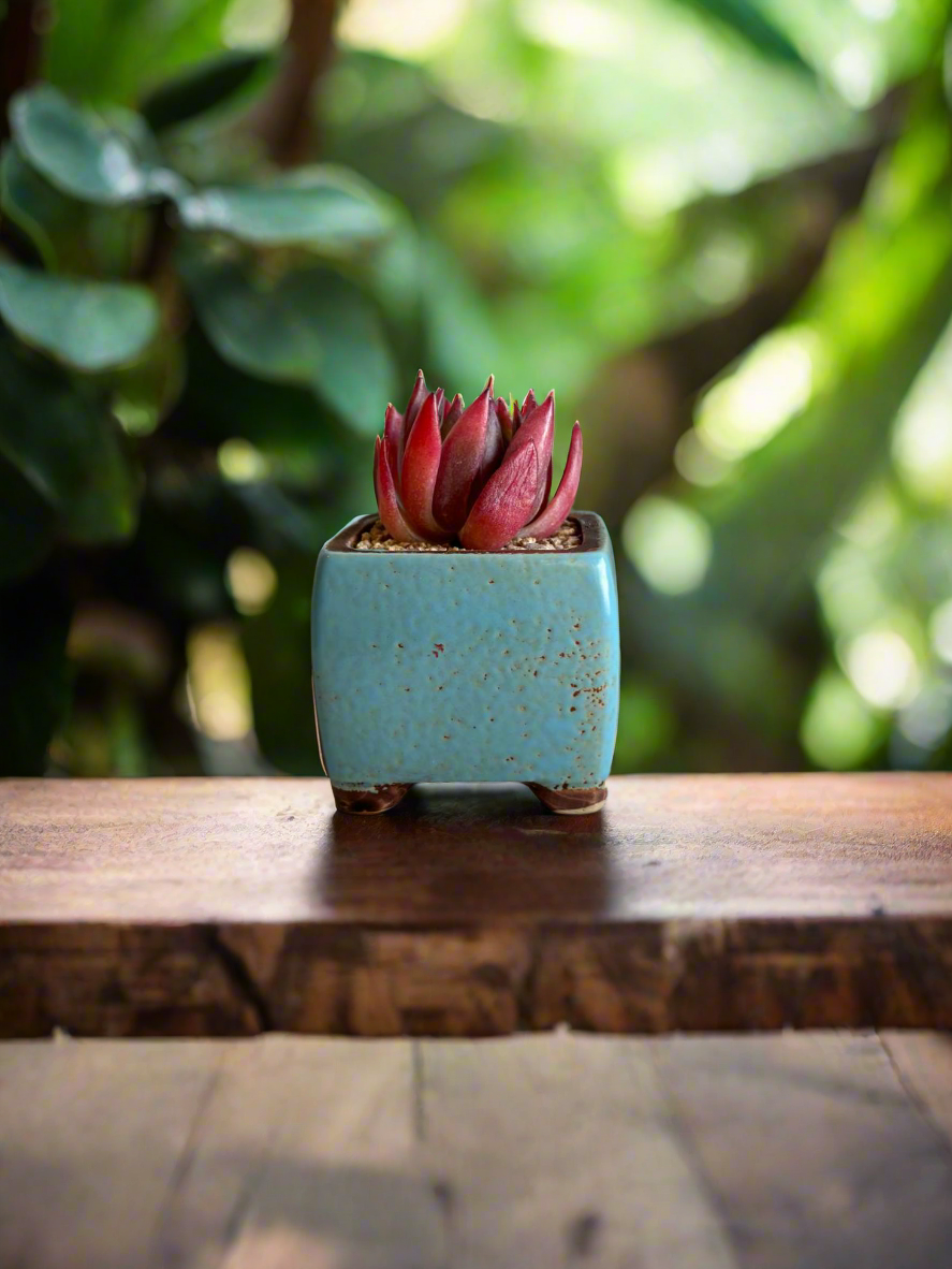 Succulent Ceramic Square Flowerpot Baby Blue – Echeveria Agavoides  'Christmas Eve' - SlowBloomGreens