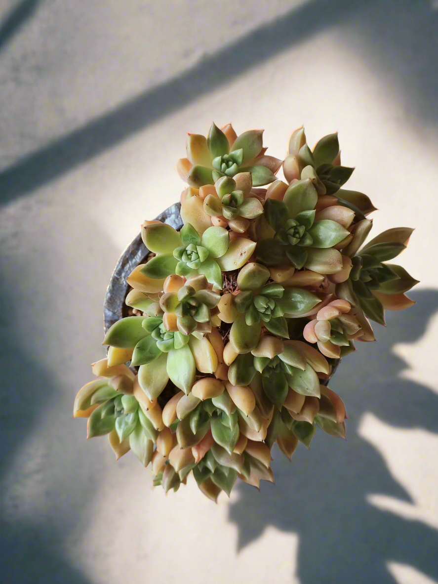 Succulent Rustic Floral Embossed Pot – Graptopetalum 'Bronze' - SlowBloomGreens