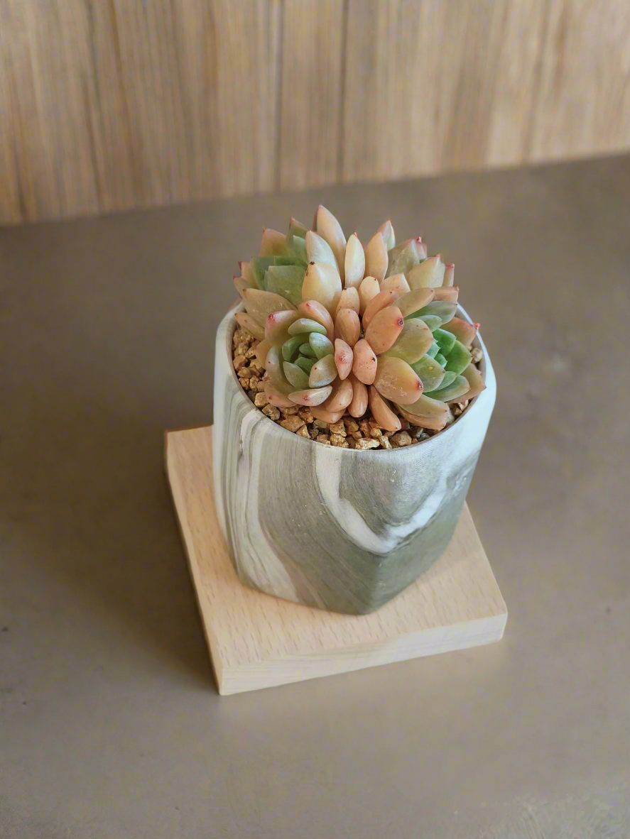 Succulent Radiant Octagon Green – Echevaria Suryeon - SlowBloomGreens