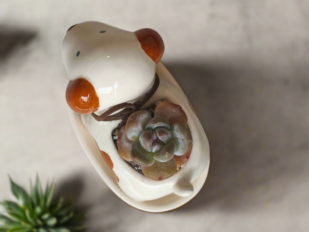Succulent Puppy Jack Russell Terrier Planter - Echeveria Ice Green
