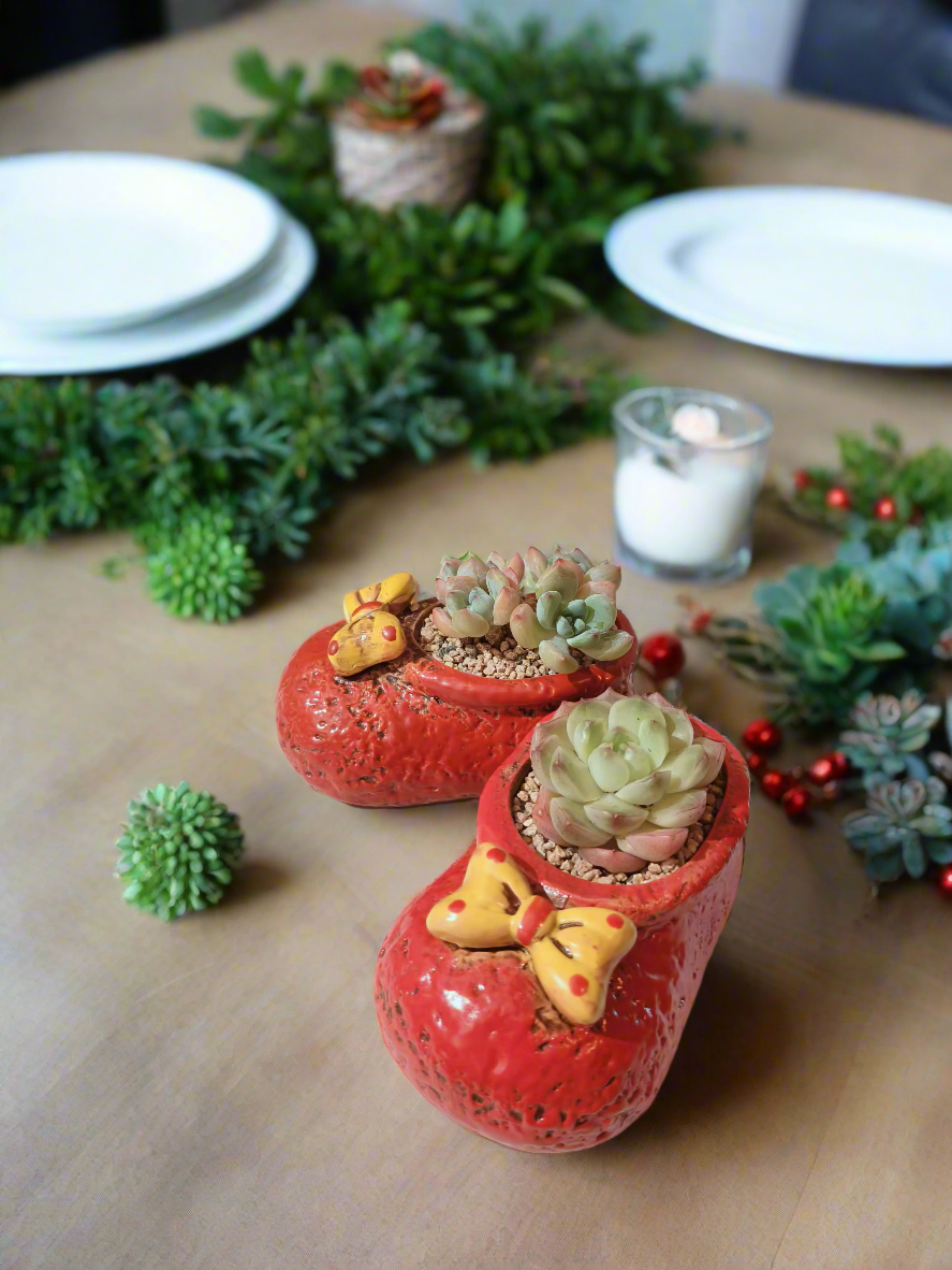 Succulent Mary Jane Charm Red – Pachyveria Elaine - SlowBloomGreens