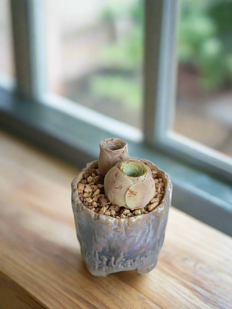 Succulent Lilac Ombre Rustic Planter – Egg Mountain Rose - SlowBloomGreens