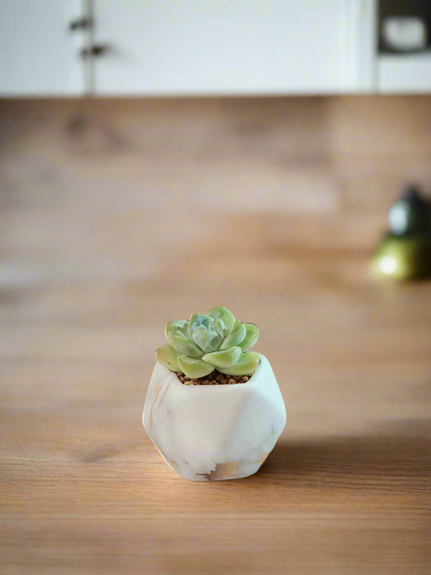 Succulent Mini Octagon Gold Pot – Echeveria Ice Green - SlowBloomGreens