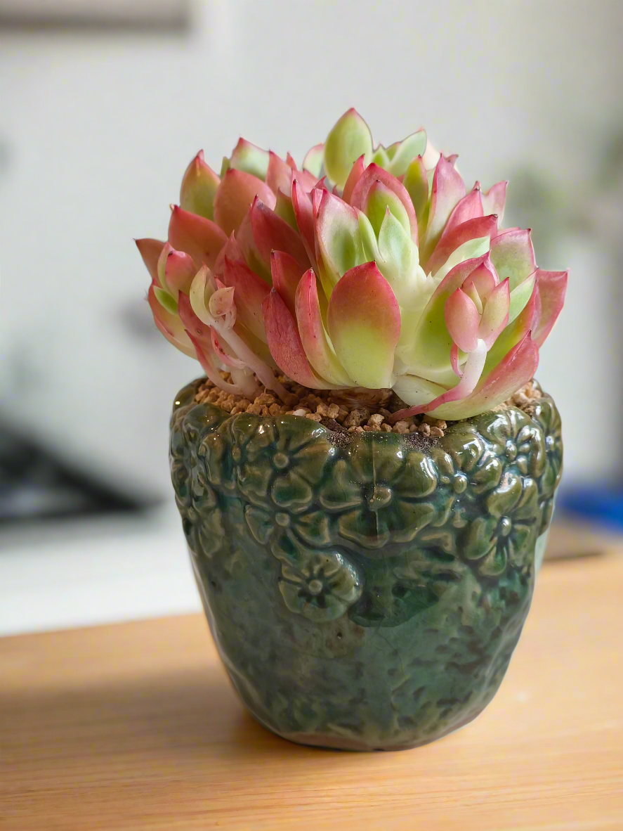 Succulent Rustica Ceramic Pot – Echeveria 'Luella'