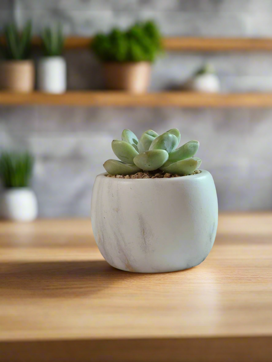 Succulent Mini Round Gold Pot – Echeveria Ice Green - SlowBloomGreens