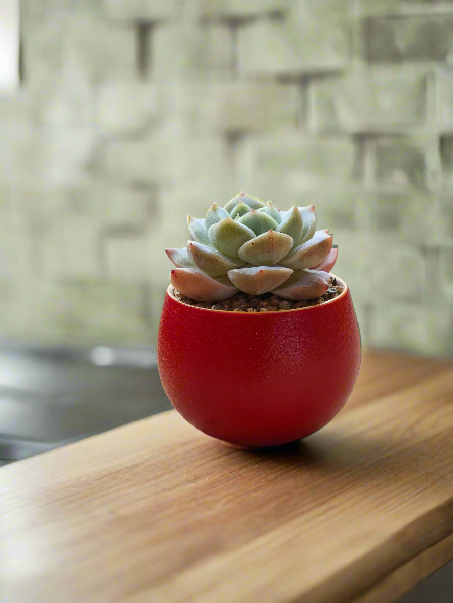Succulent Auspicious Grace Pot - Echeveria 'Bluebird' - SlowBloomGreens