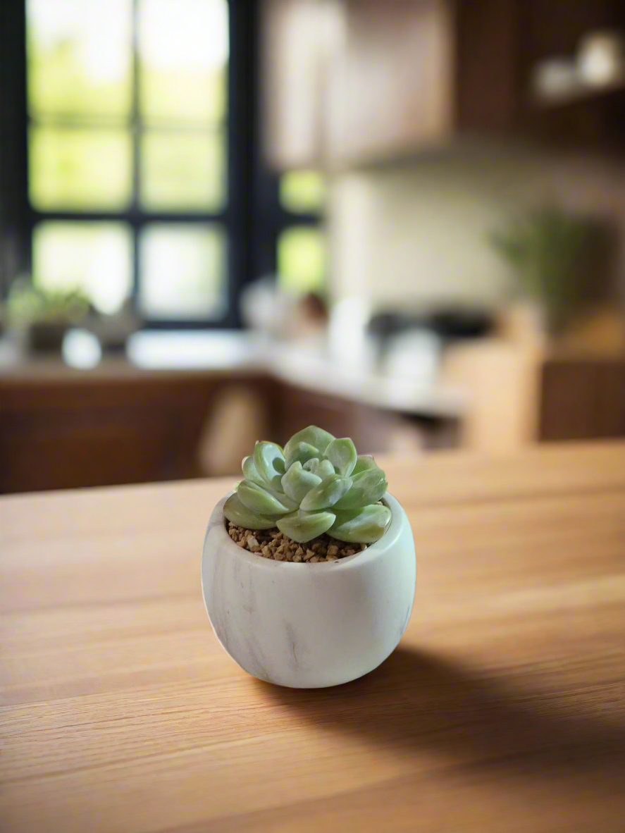 Succulent Mini Round Gold Pot – Echeveria Ice Green - SlowBloomGreens