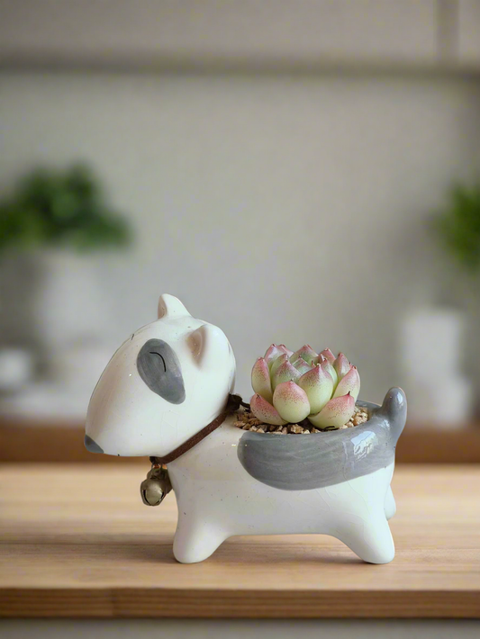 Succulent Puppy Bull Terrier - Echeveria Suryeon - SlowBloomGreens