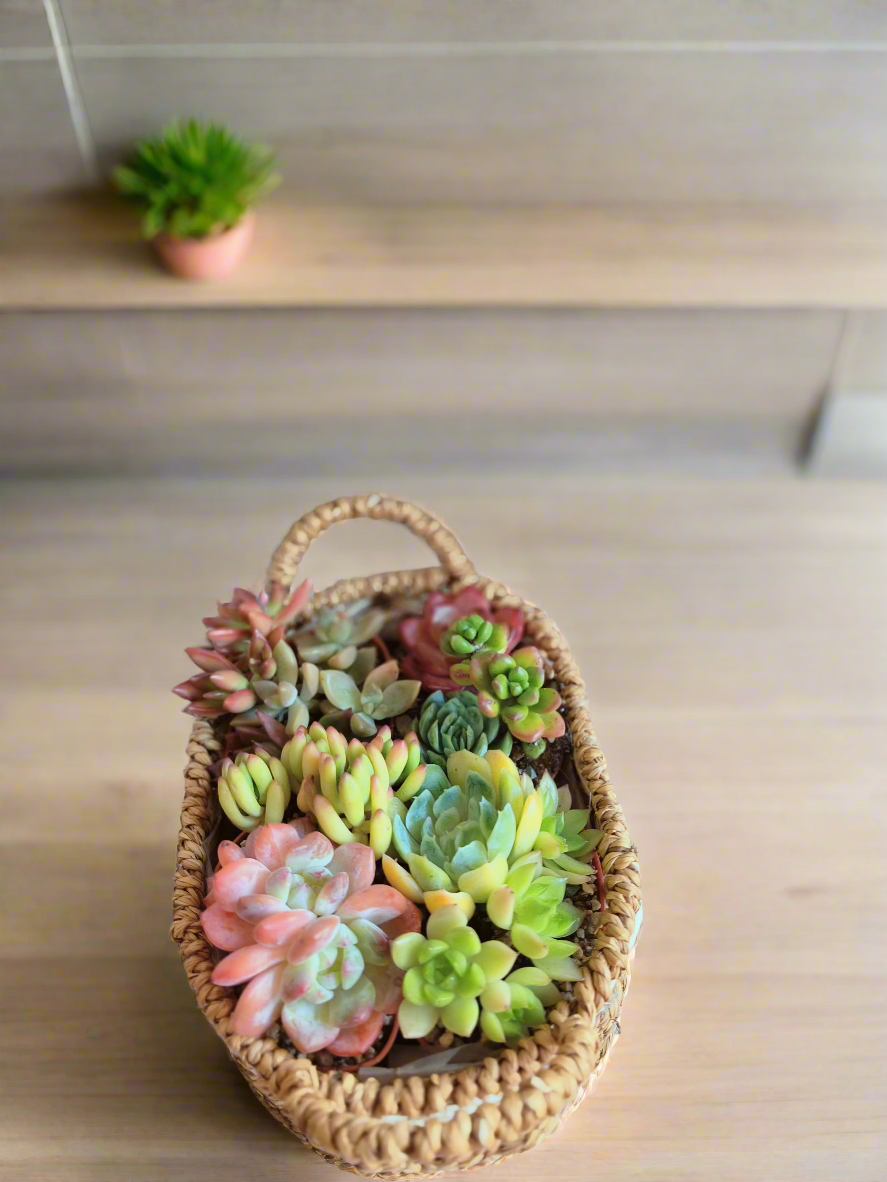Succulent Basket Bliss ( Customised) - SlowBloomGreens