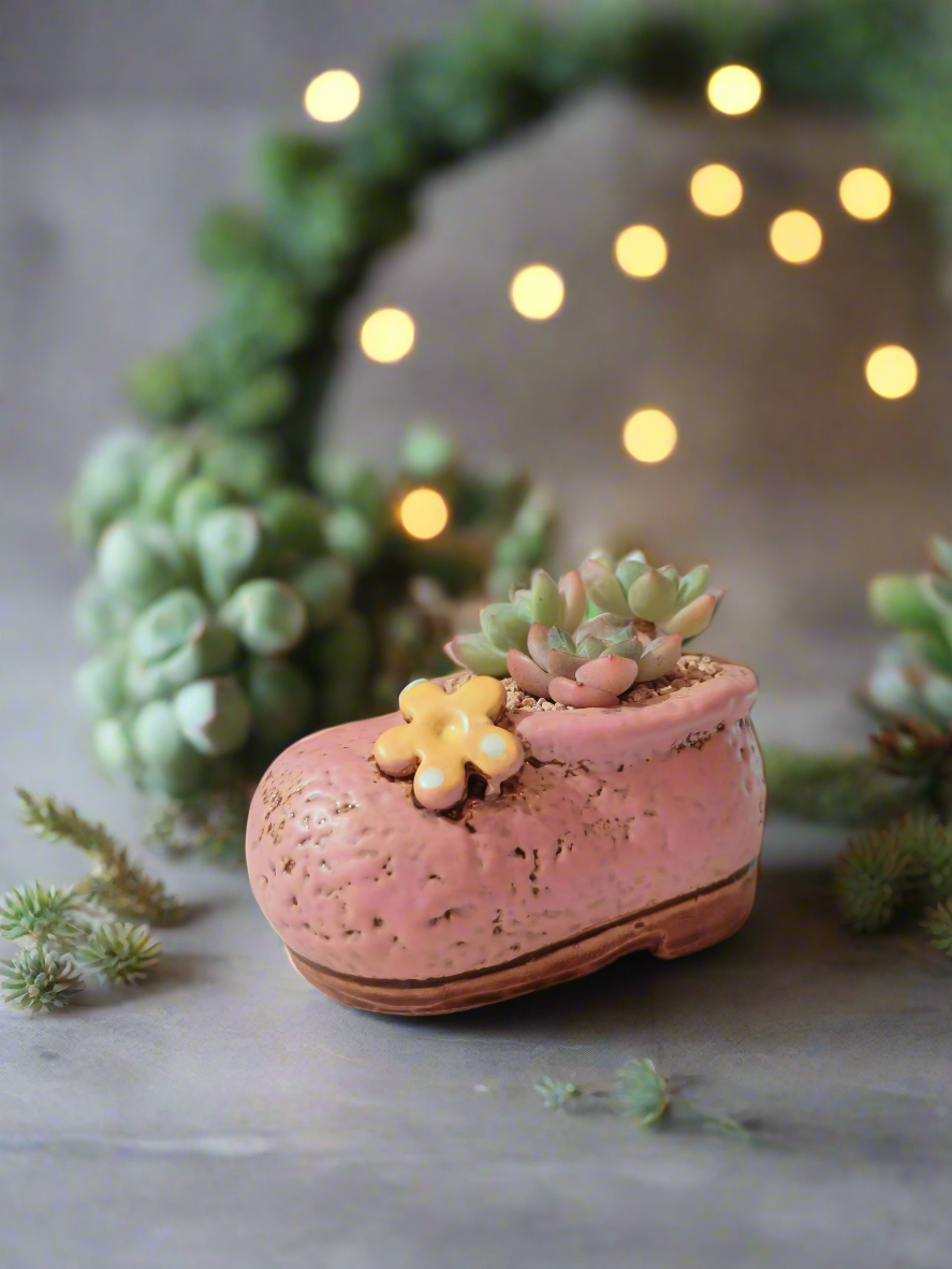 Succulent Mary Jane Charm Pastel Pink – Pachyphytum Cream Beauty - SlowBloomGreens