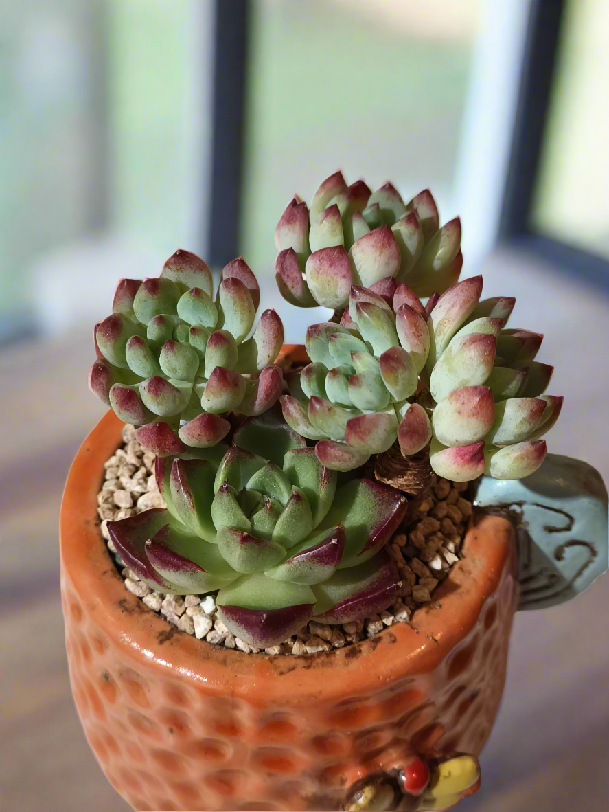 Succulent Enchanted Garden Dragonfly – Sedeveria 'Blue Elf' with Echeveria Agavoides