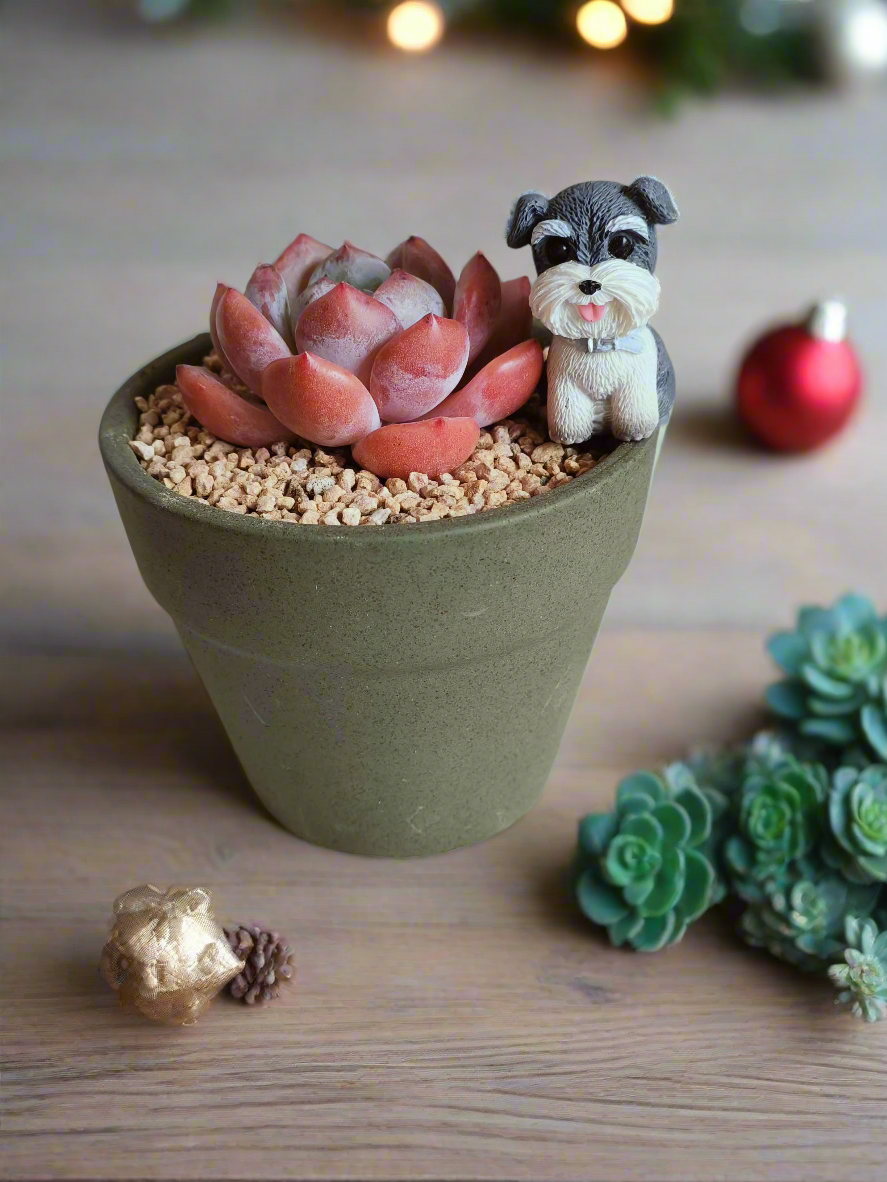 Succulent Schnauzer Pot - Echeveria Orange Monroe - SlowBloomGreens