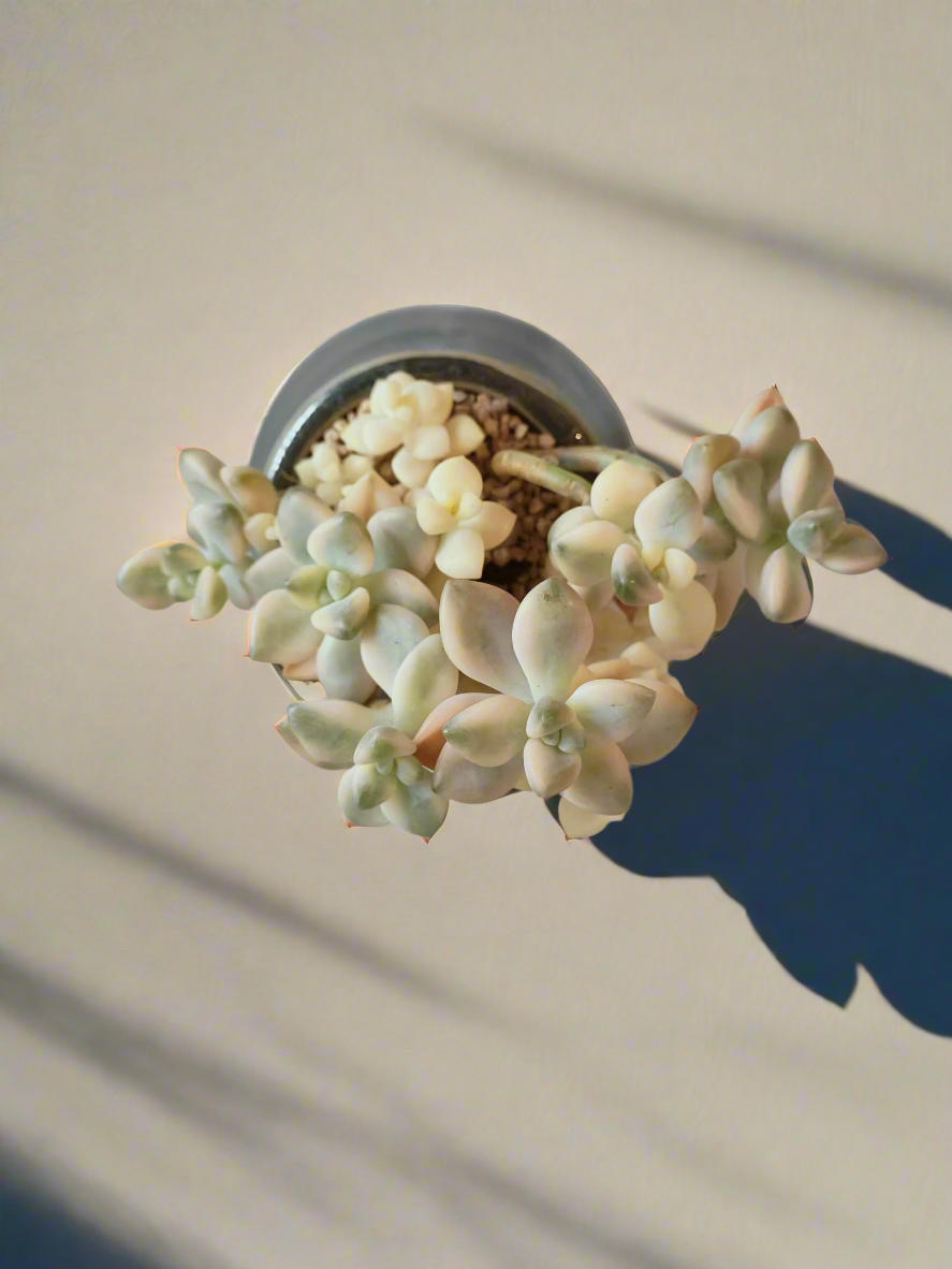 Succulent Rustic Pot Glow Grey - Graptoveria 'Titubans' - SlowBloomGreens