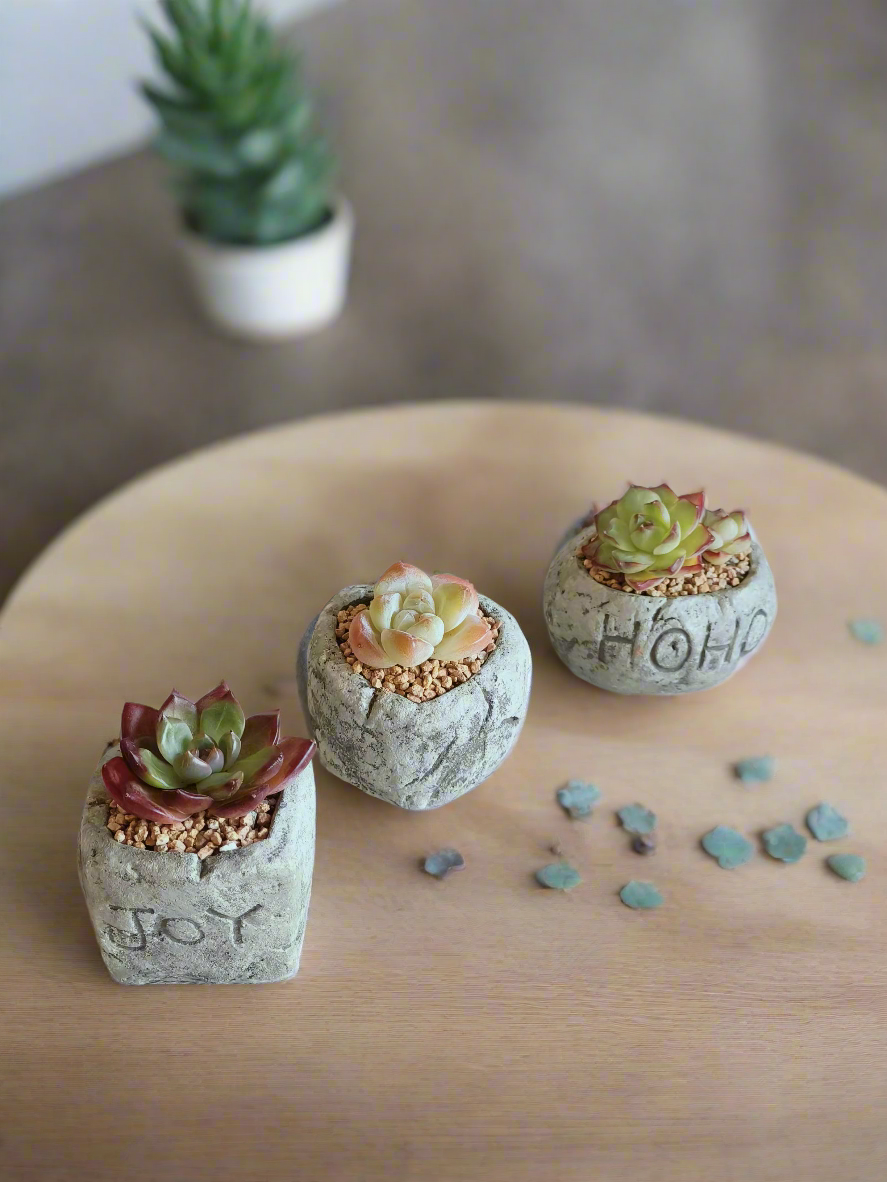 A row of Succulent Simply Joy – Gift Favors planters, engraved with festive designs, perfect for holiday gatherings or gifting.
