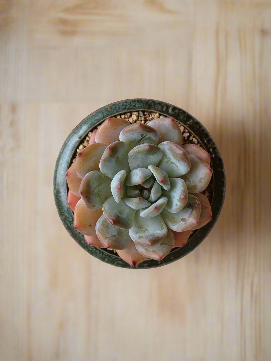 Succulent Rustica Ceramic Pot – Echevaria Orange Monroe - SlowBloomGreens