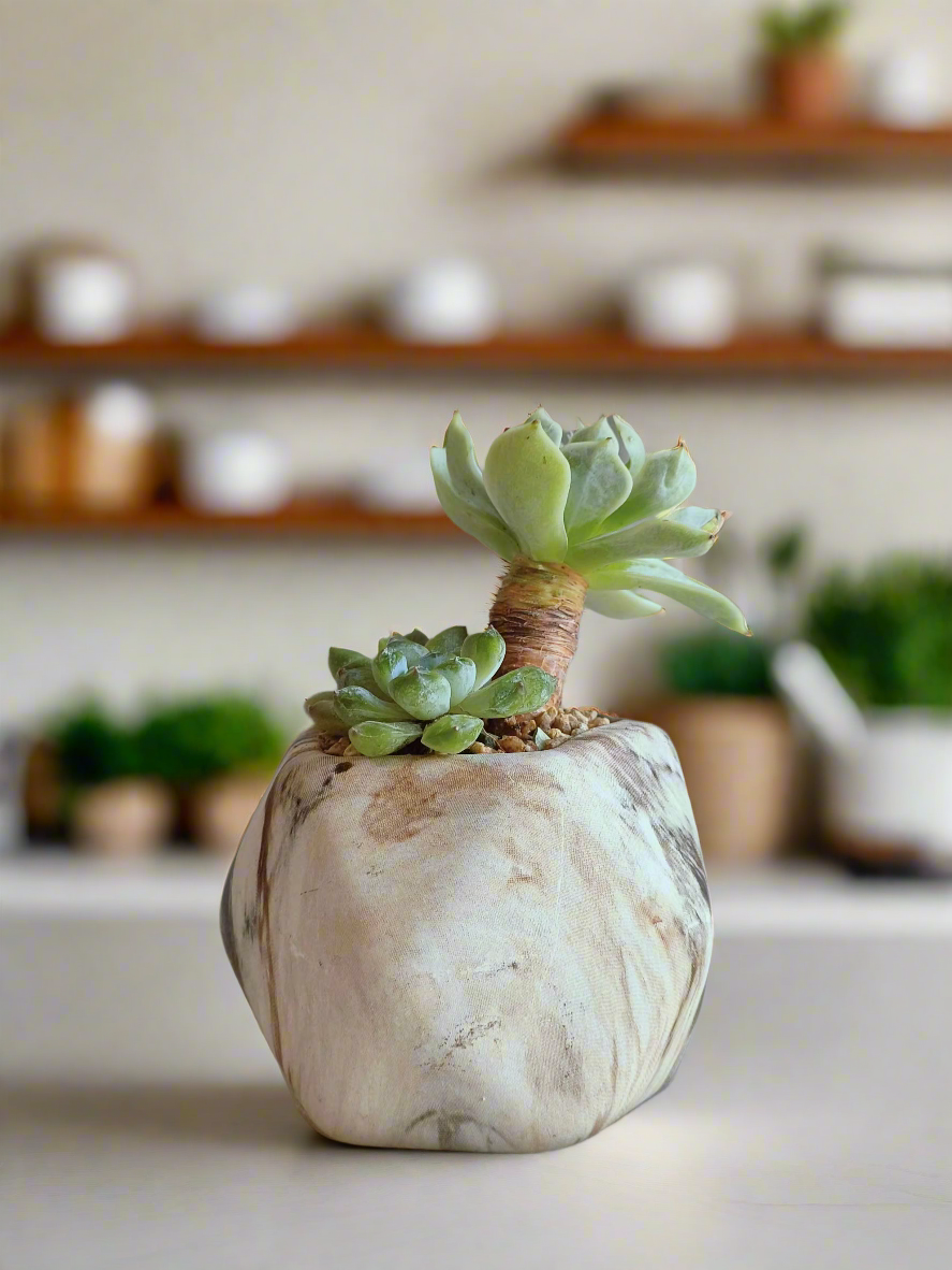 Succulent Mini Octagon Brown - Echeveria - SlowBloomGreens