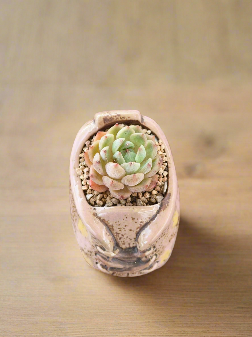 Succulent Laced-Up Soft Pink Charm Pot – Echeveria Elegans