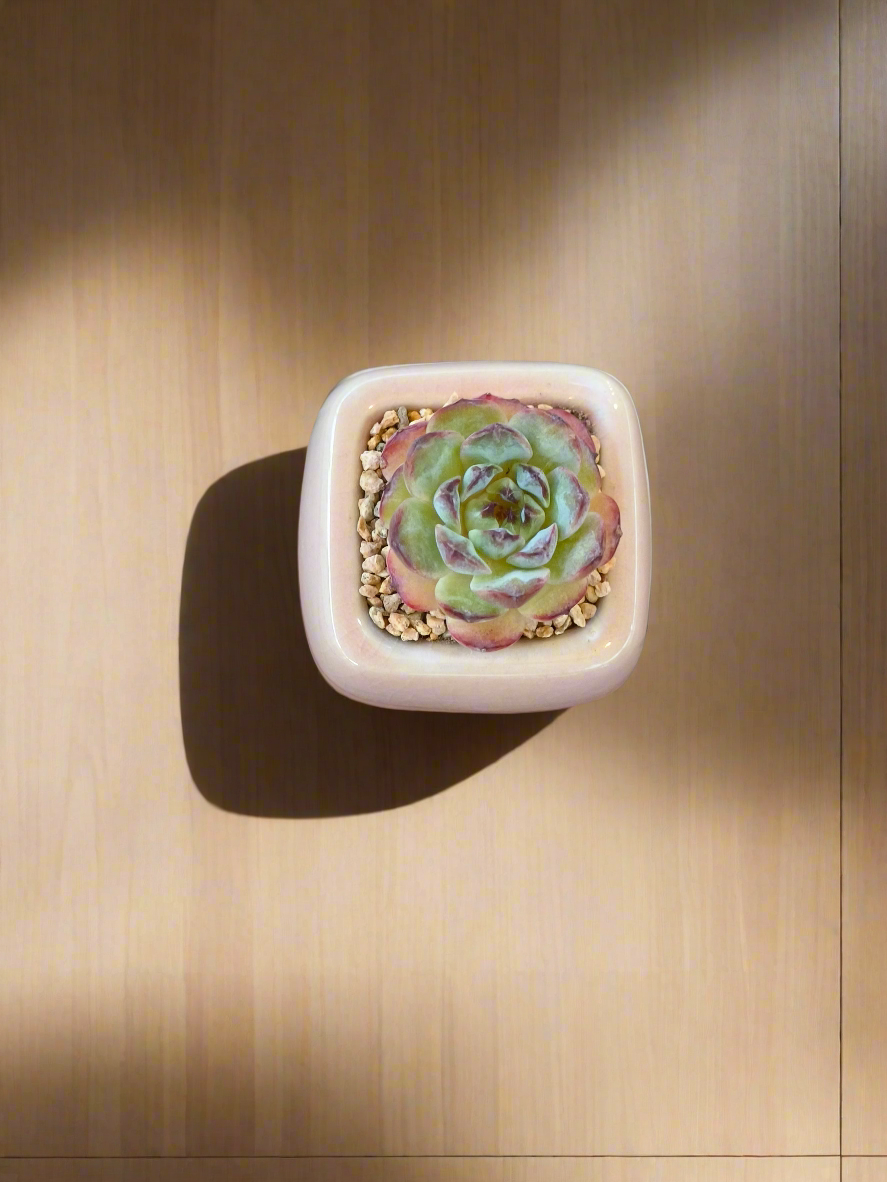 Succulent Serene Square Mini Planter – Echeveria 'Fortitude'