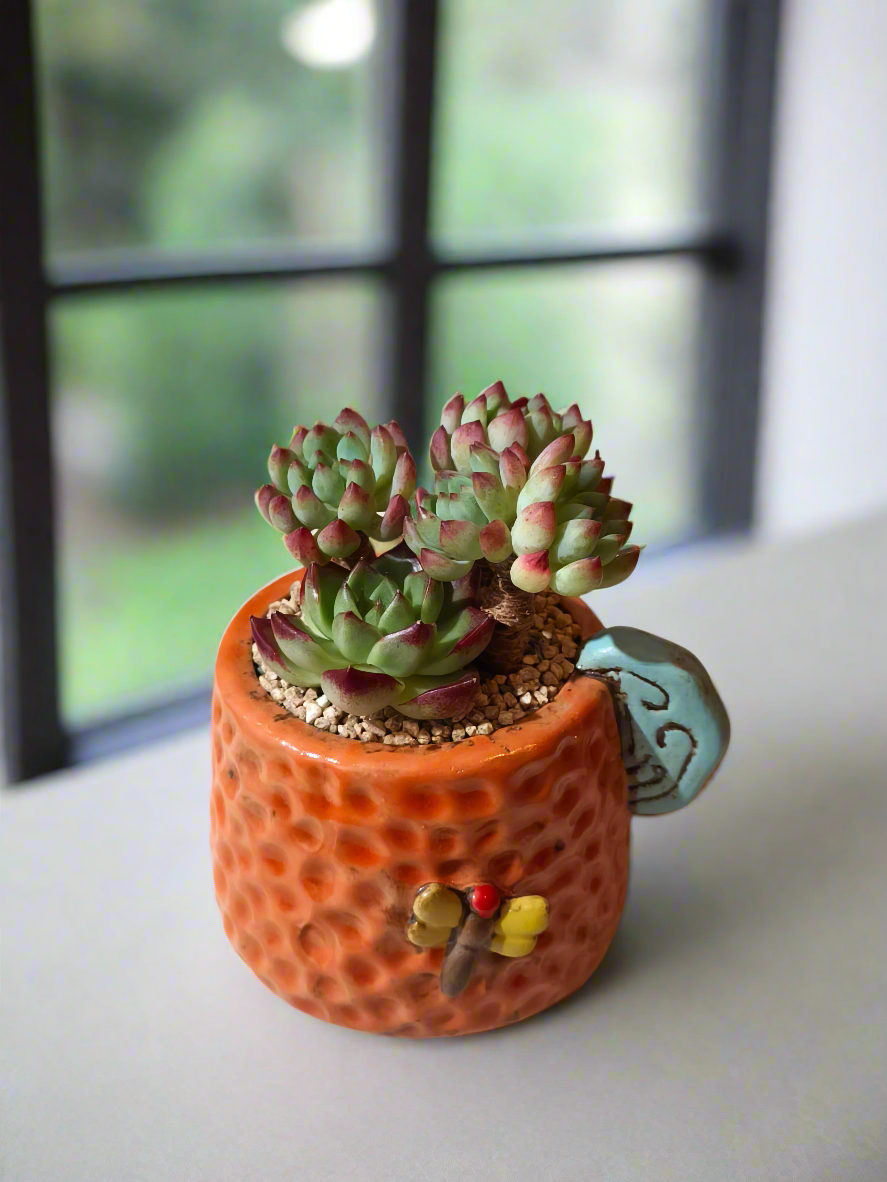 Succulent Enchanted Garden Dragonfly – Sedeveria 'Blue Elf' with Echeveria Agavoides