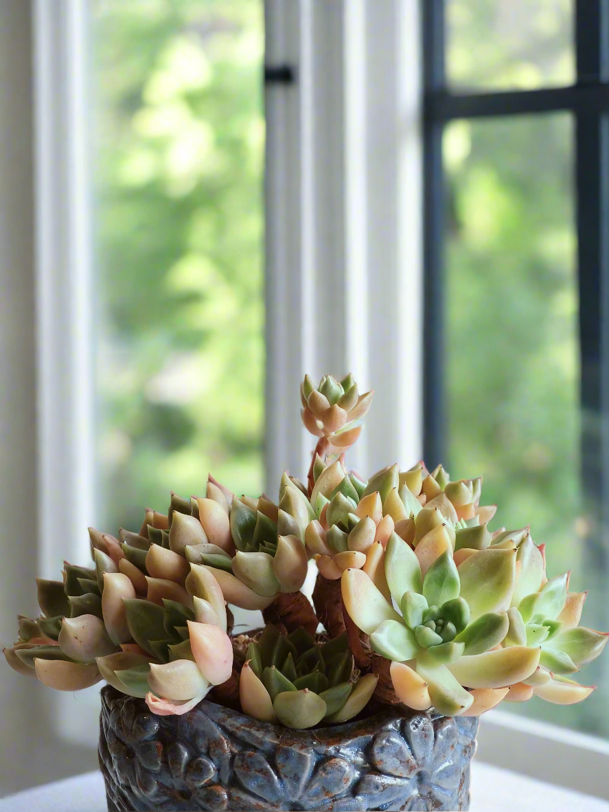 Succulent Rustic Floral Embossed Pot – Graptopetalum 'Bronze' - SlowBloomGreens