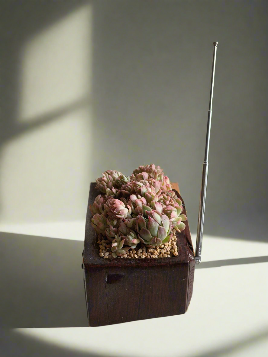 Succulent Retro TV β Echeveria Mebina