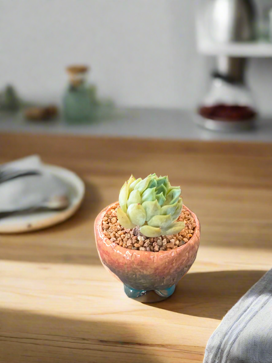 Succulent Rustic Ombre Earth-Tone Mini Planter – Echeveria 'Cila' (Twin Stalk)