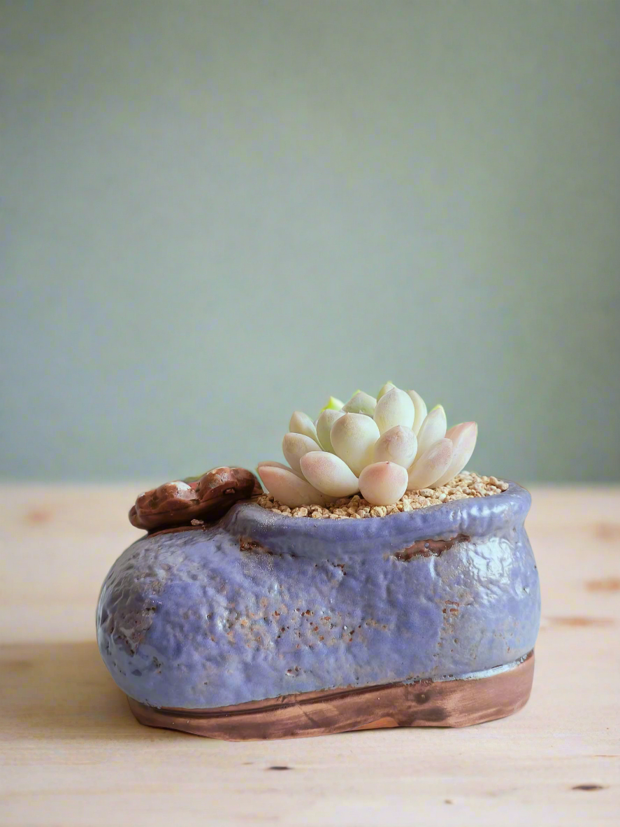 Succulent Mary Jane Charm Violet – Pachyphytum Cream Beauty - SlowBloomGreens