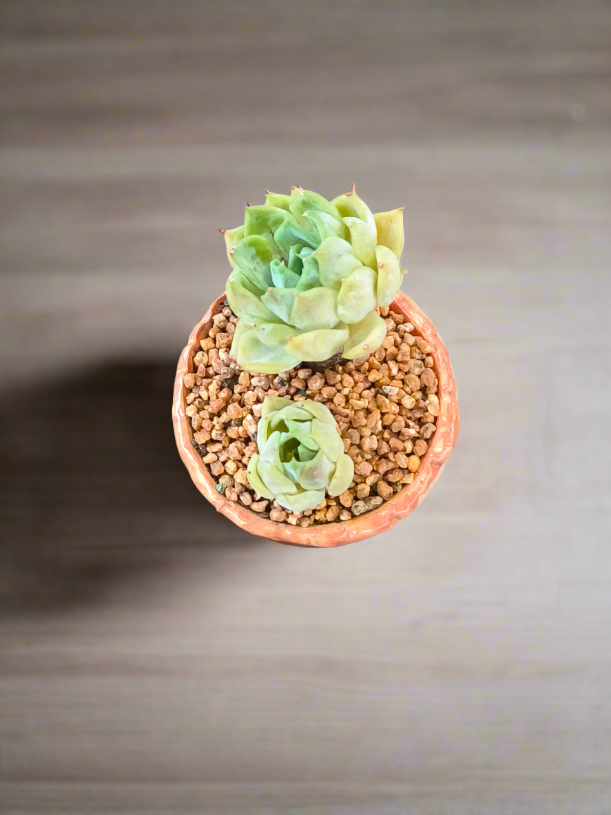 Succulent Rustic Ombre Earth-Tone Mini Planter – Echeveria 'Cila' (Twin Stalk)