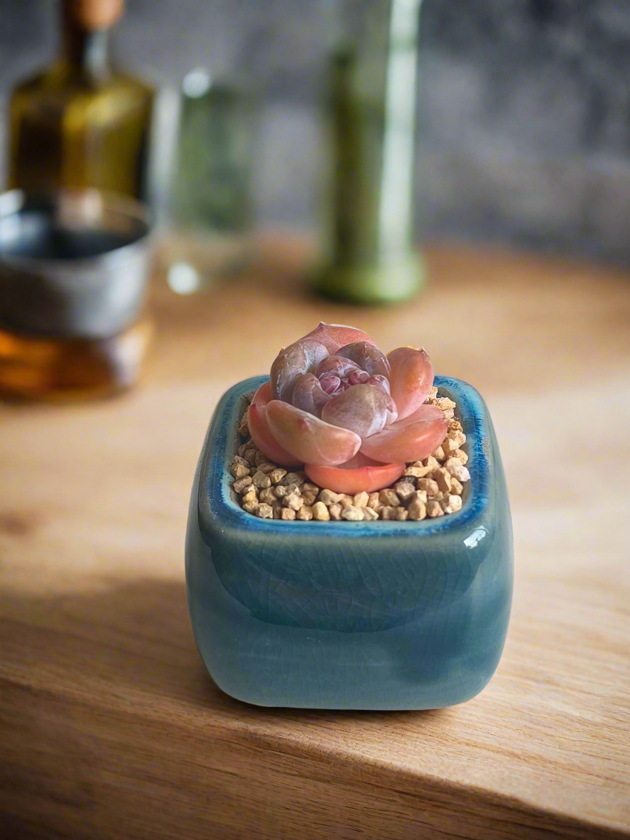 Succulent Serene Square Mini Planter – Echeveria 'Cosette'