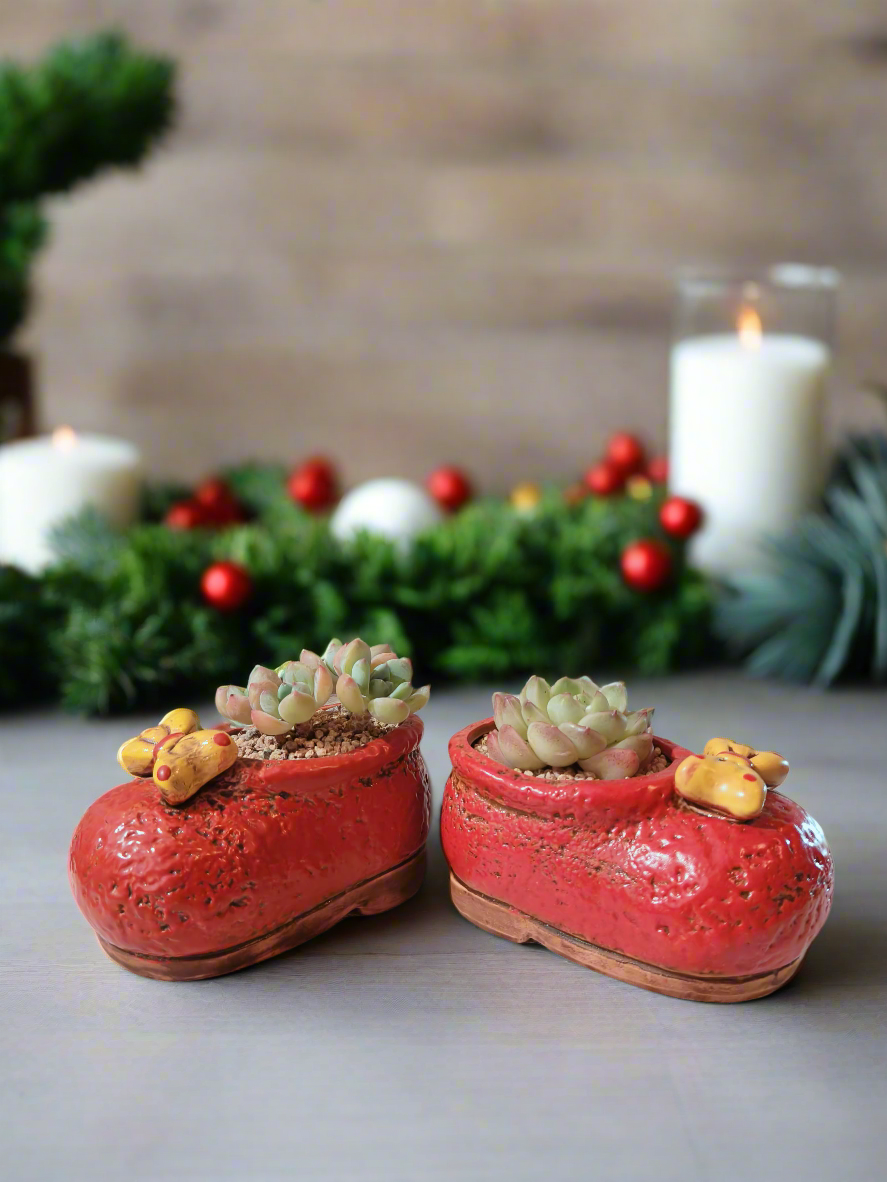 Succulent Mary Jane Charm Red – Pachyveria Elaine - SlowBloomGreens