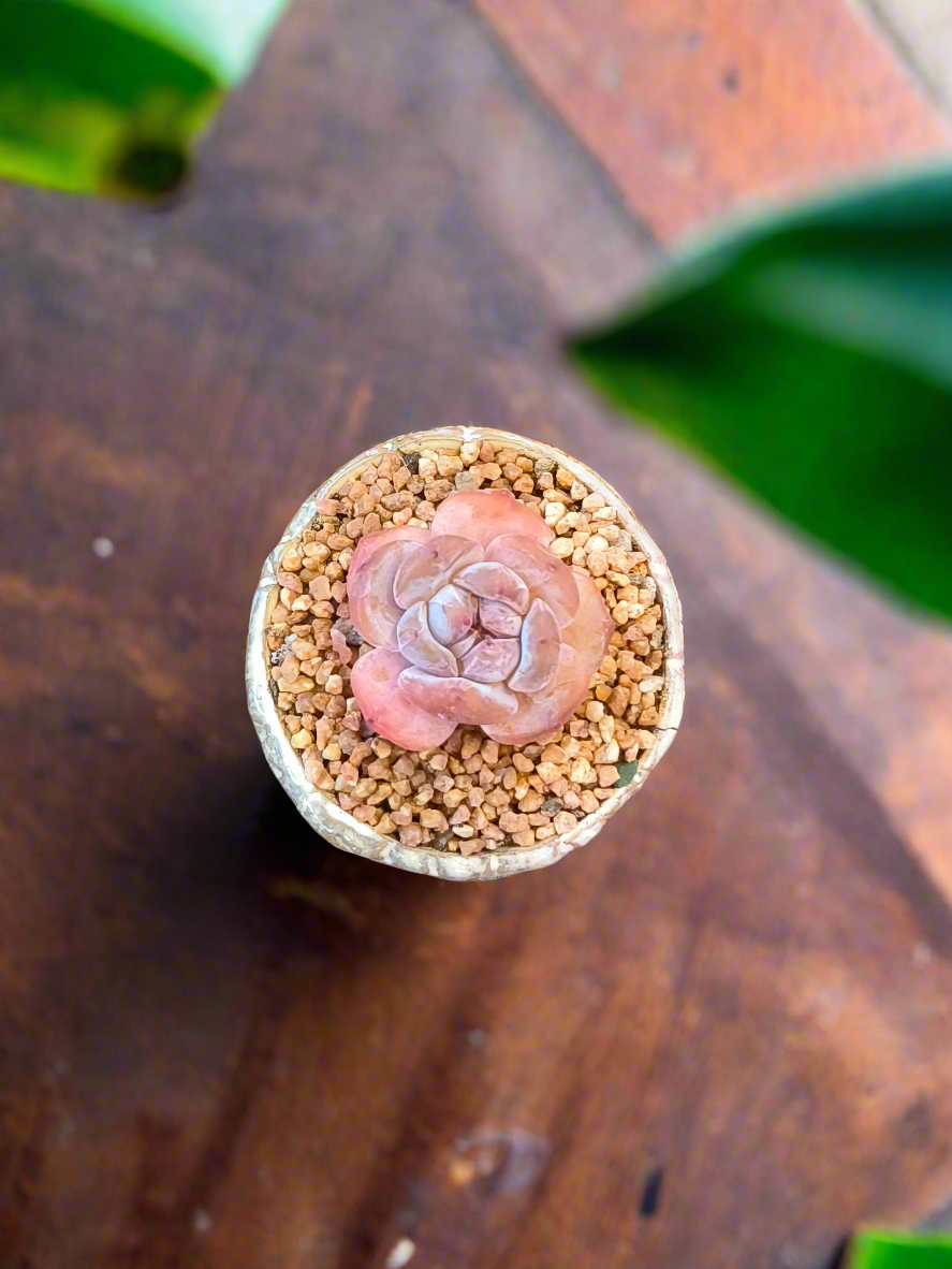 Succulent Red Ombre Rustic Mini Planter – Echeveria 'Cosette'