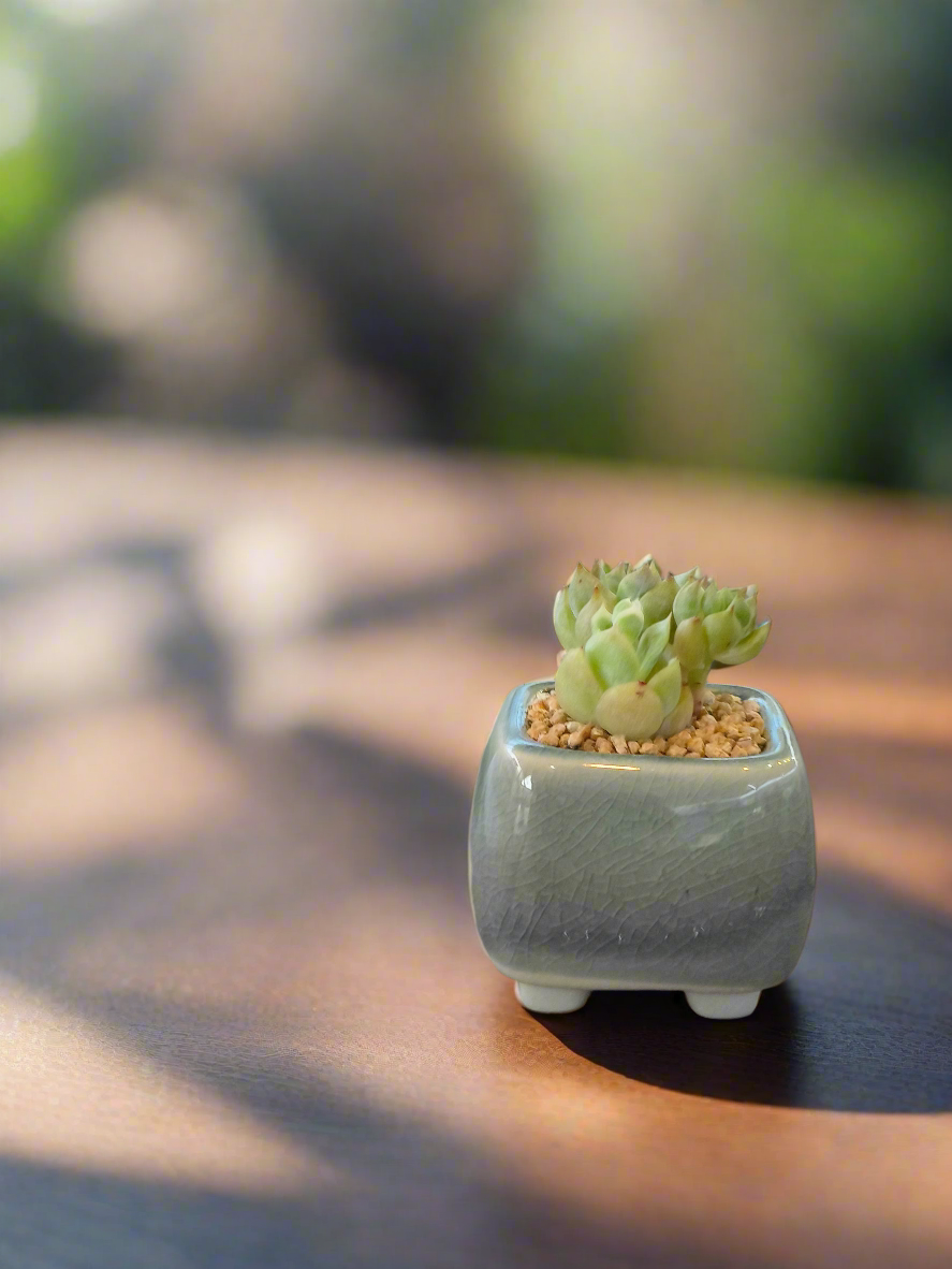 Succulent Serene Square Mini Planter – Sedum Clavatum