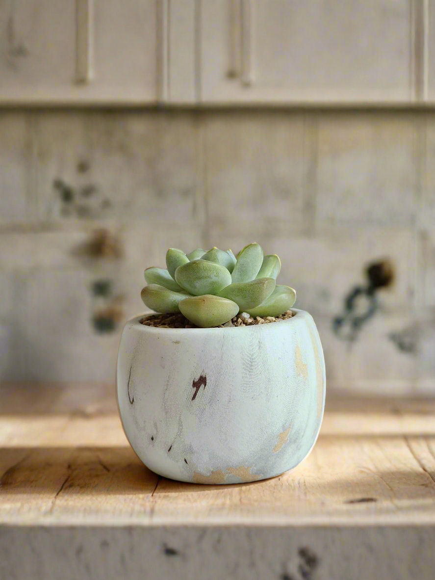 Succulent Mini Round Gold Pot – Echeveria Ice Green - SlowBloomGreens