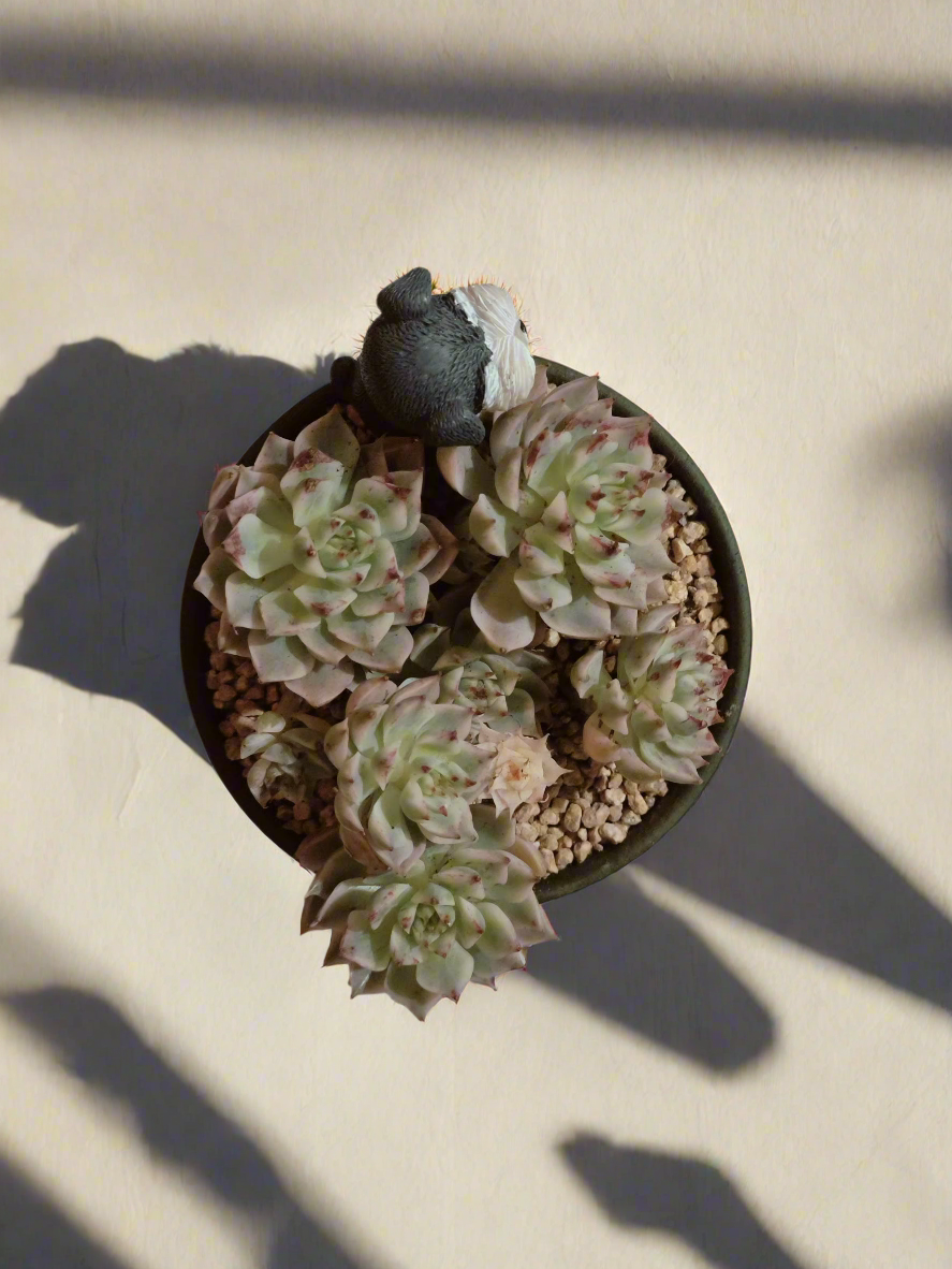 Succulent Speckled Terracotta Schnauzer Pot - Echeveria Halbingeri - SlowBloomGreens