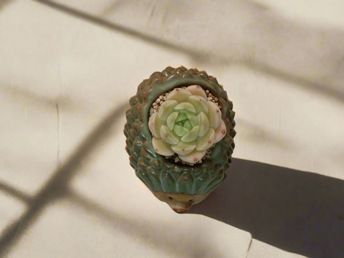 Succulent Hedgehog Pot - Sedeveria 'Blue Elf' (Happy Plant) - SlowBloomGreens