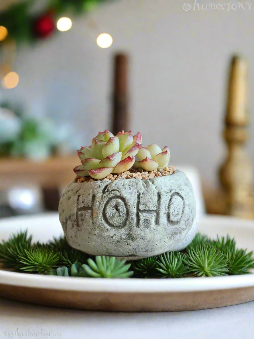 Rustic stone 'HoHo' planter from the Succulent Simply Joy – Gift Favors (12 Pack), beautifully paired with a vibrant succulent.