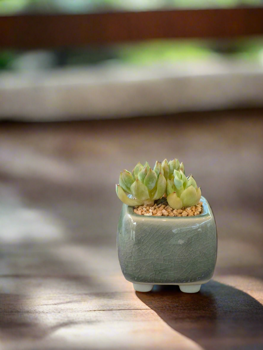 Succulent Serene Square Mini Planter – Sedum Clavatum