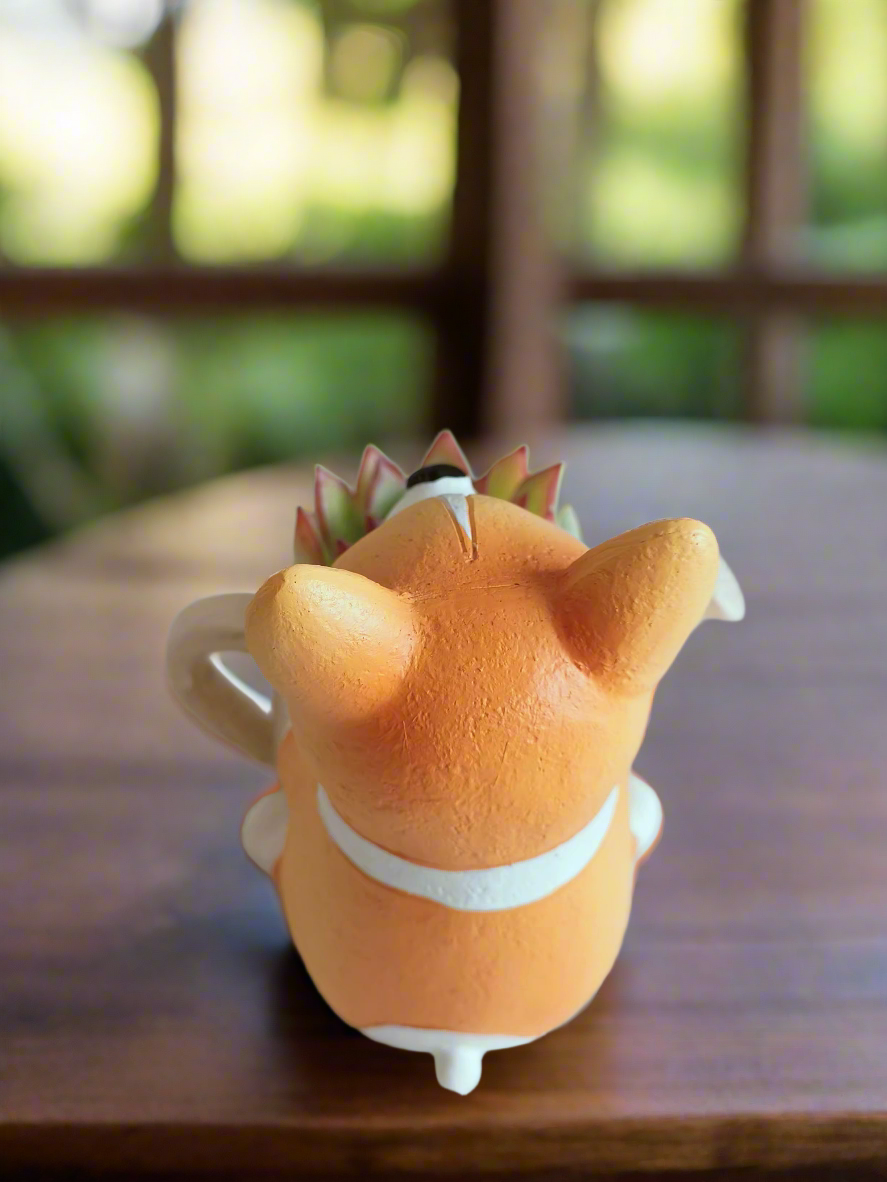 Succulent Charming Corgi - Echeveria Pulidonis - SlowBloomGreens