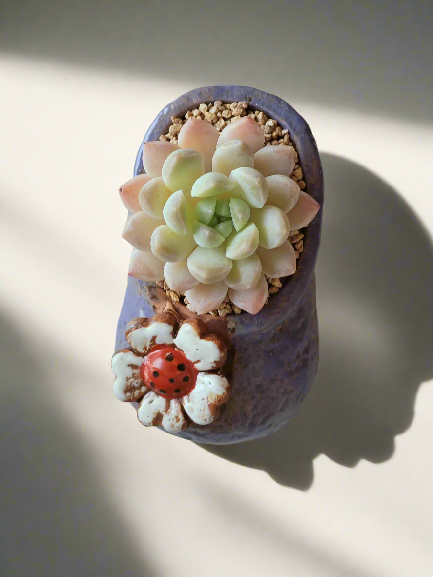 Succulent Mary Jane Charm Violet – Pachyphytum Cream Beauty - SlowBloomGreens