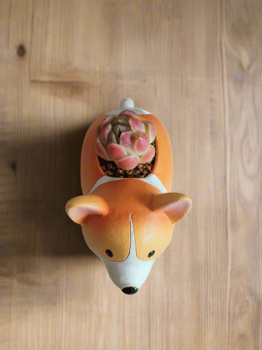 Succulent Charming Corgi - Echeveria Mexican Snowball - SlowBloomGreens