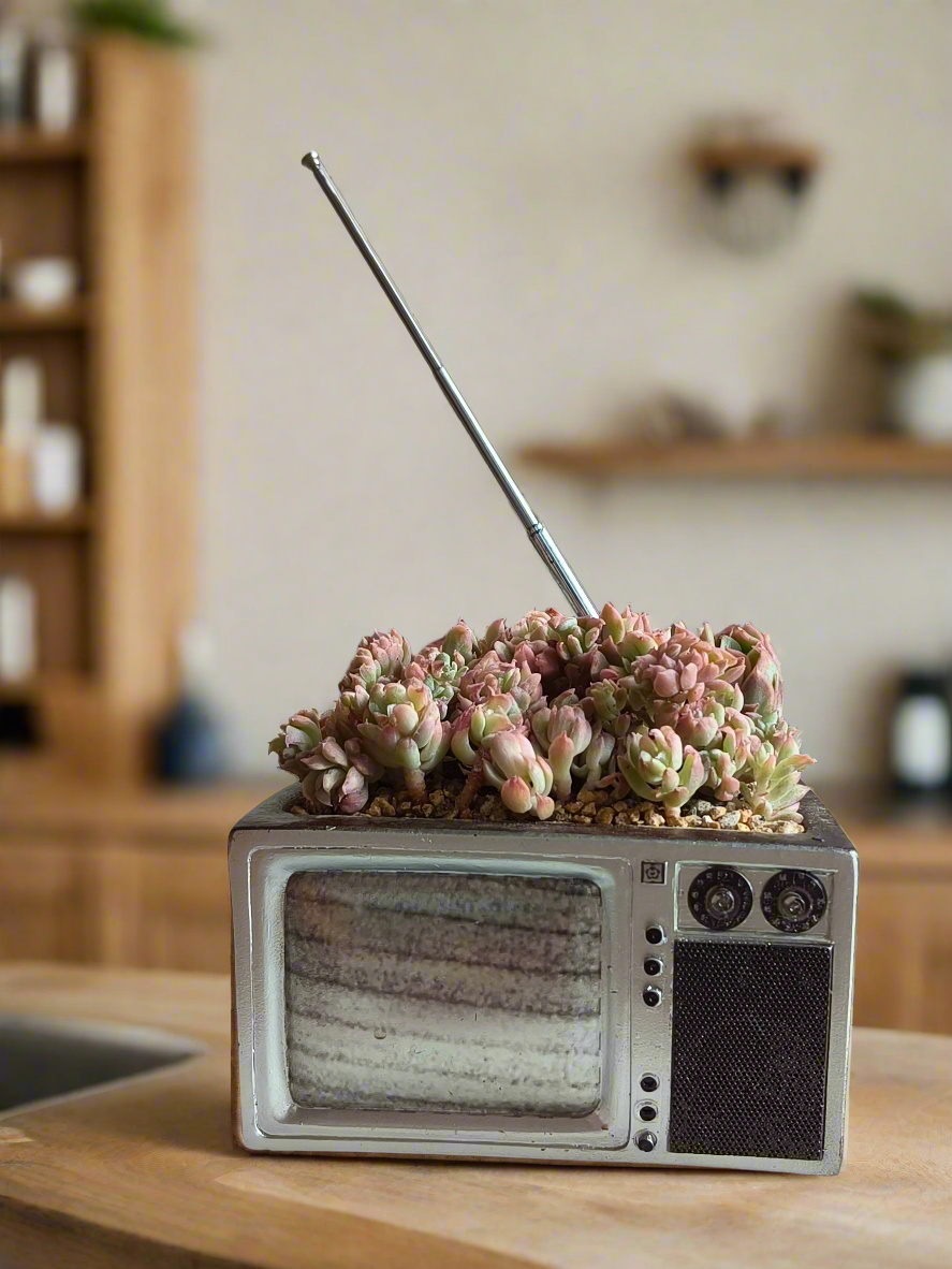 Succulent Retro TV β Echeveria Mebina