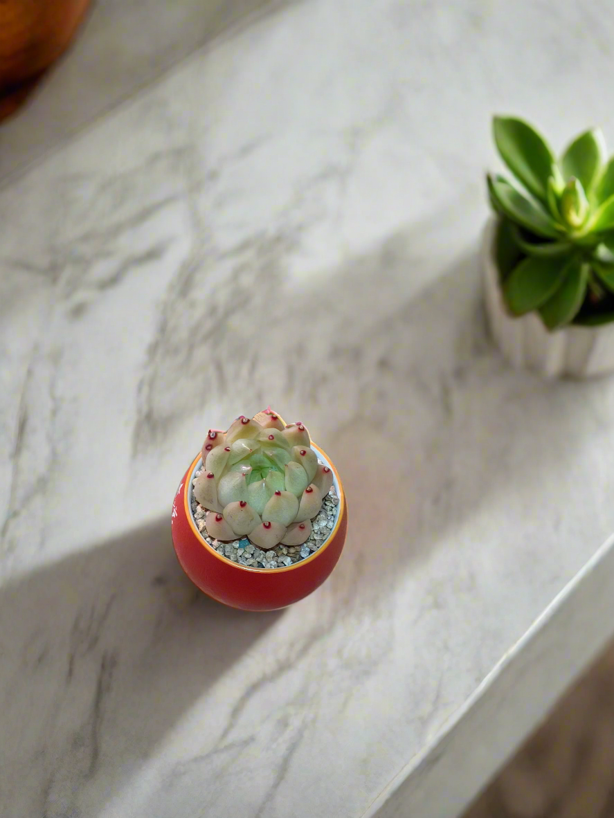 Succulent Auspicious Grace Pot - Echeveria Agavoides 'Lipstick' - SlowBloomGreens