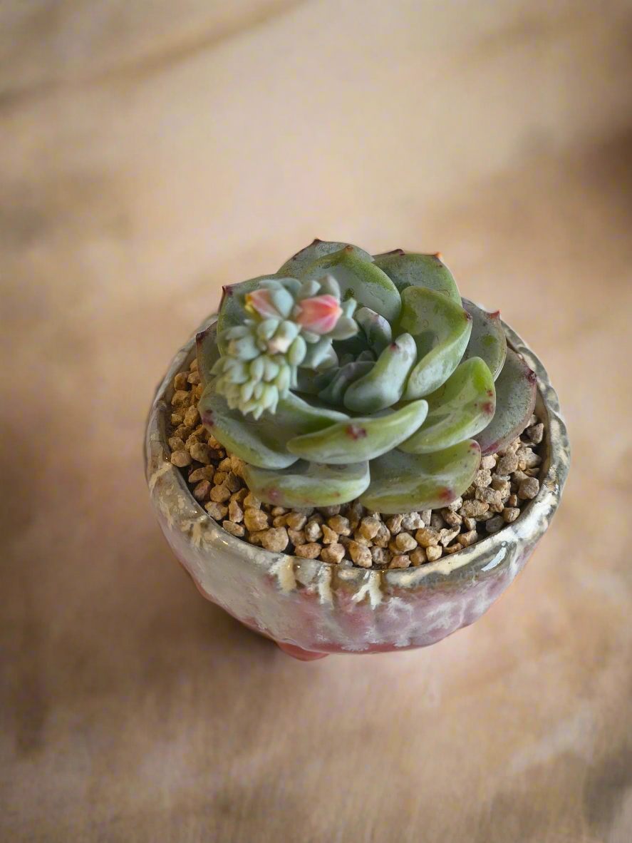 Succulent Red Ombre Rustic Pot – Echeveria 'Mont Blanc' (Going to bloom😍) - SlowBloomGreens