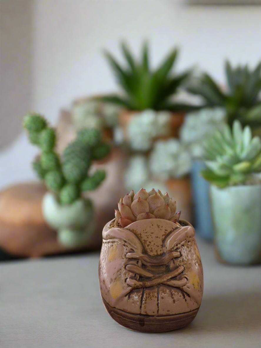 Succulent Laced-Up Soft Pink Charm Pot – Echeveria Elegans