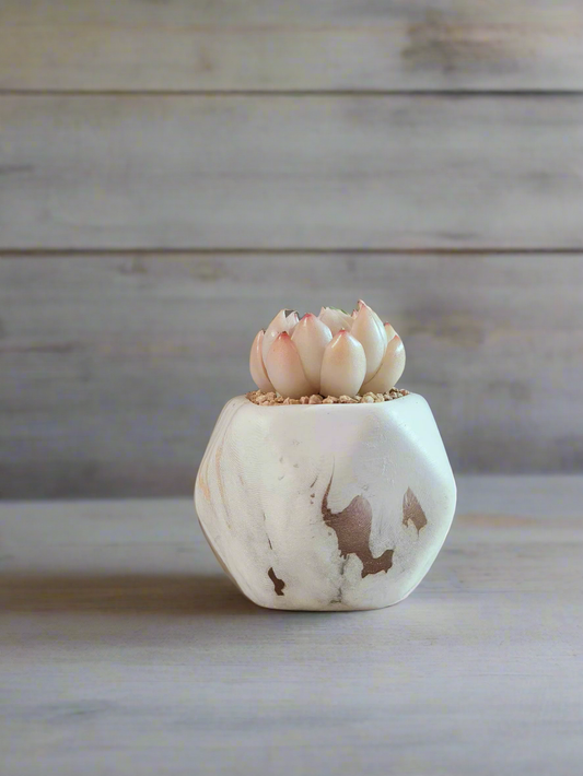 Succulent Mini Octagon Gold - Echeveria White Queen - SlowBloomGreens