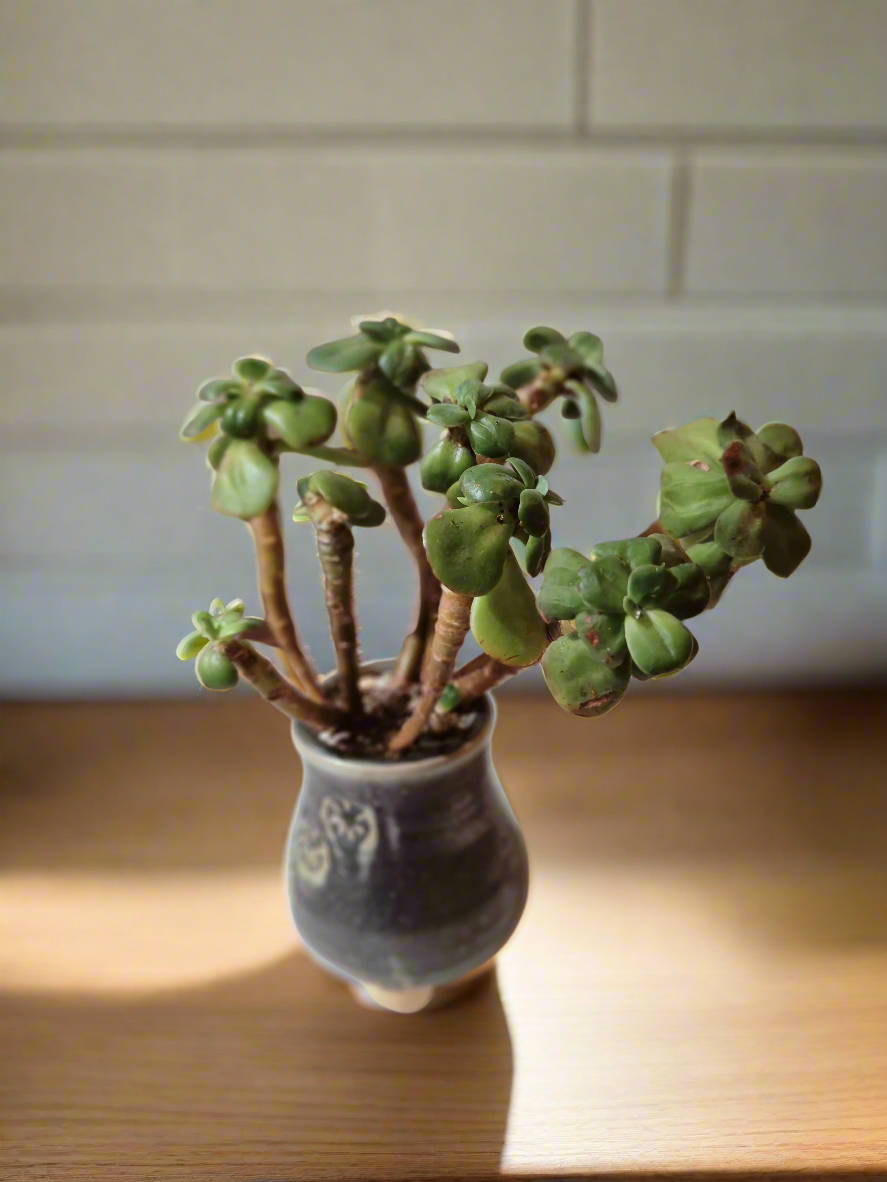 Succulent Rustic Pot Glow Grey – Jade Plant - SlowBloomGreens