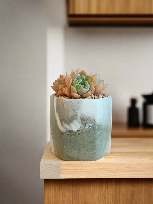 Succulent Radiant Octagon Green – Echevaria Suryeon - SlowBloomGreens
