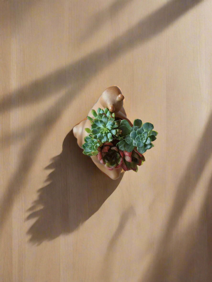 Succulent Snail Pot – Echeveria - SlowBloomGreens